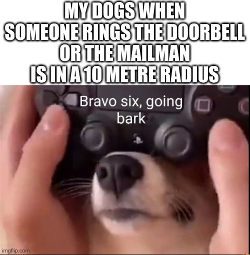 Doggo | MY DOGS WHEN SOMEONE RINGS THE DOORBELL OR THE MAILMAN IS IN A 10 METRE RADIUS | image tagged in dogs,dog,funny,fun,memes,meme | made w/ Imgflip meme maker