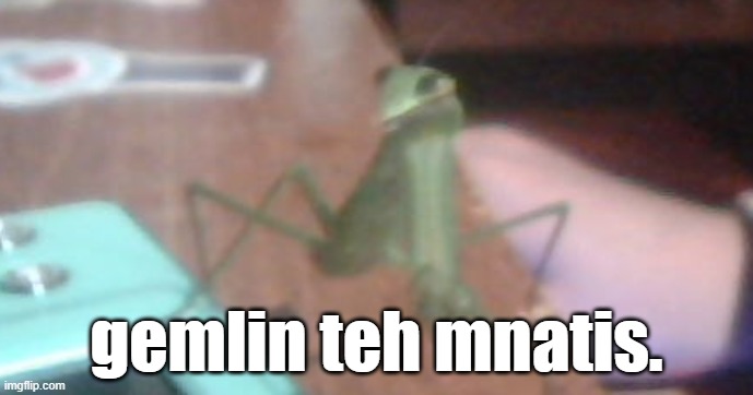 gemlin | gemlin teh mnatis. | image tagged in funny,memes,praying mantis | made w/ Imgflip meme maker