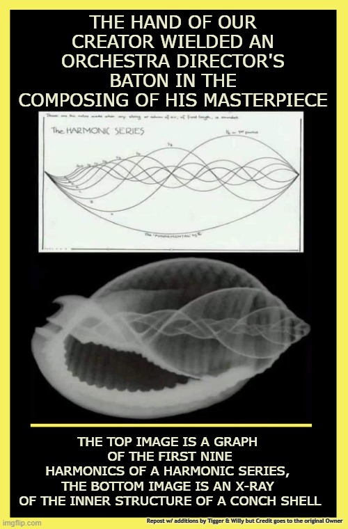 THE HAND OF OUR CREATOR WIELDED AN ORCHESTRA DIRECTOR'S BATON IN THE COMPOSING OF HIS MASTERPIECE; THE TOP IMAGE IS A GRAPH 
OF THE FIRST NINE HARMONICS OF A HARMONIC SERIES, 
THE BOTTOM IMAGE IS AN X-RAY 
OF THE INNER STRUCTURE OF A CONCH SHELL; Repost w/ additions by Tigger & Willy but Credit goes to the original Owner | made w/ Imgflip meme maker