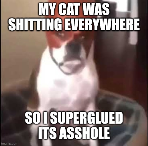 daredevil dog | MY CAT WAS SHITTING EVERYWHERE; SO I SUPERGLUED ITS ASSHOLE | image tagged in daredevil dog | made w/ Imgflip meme maker