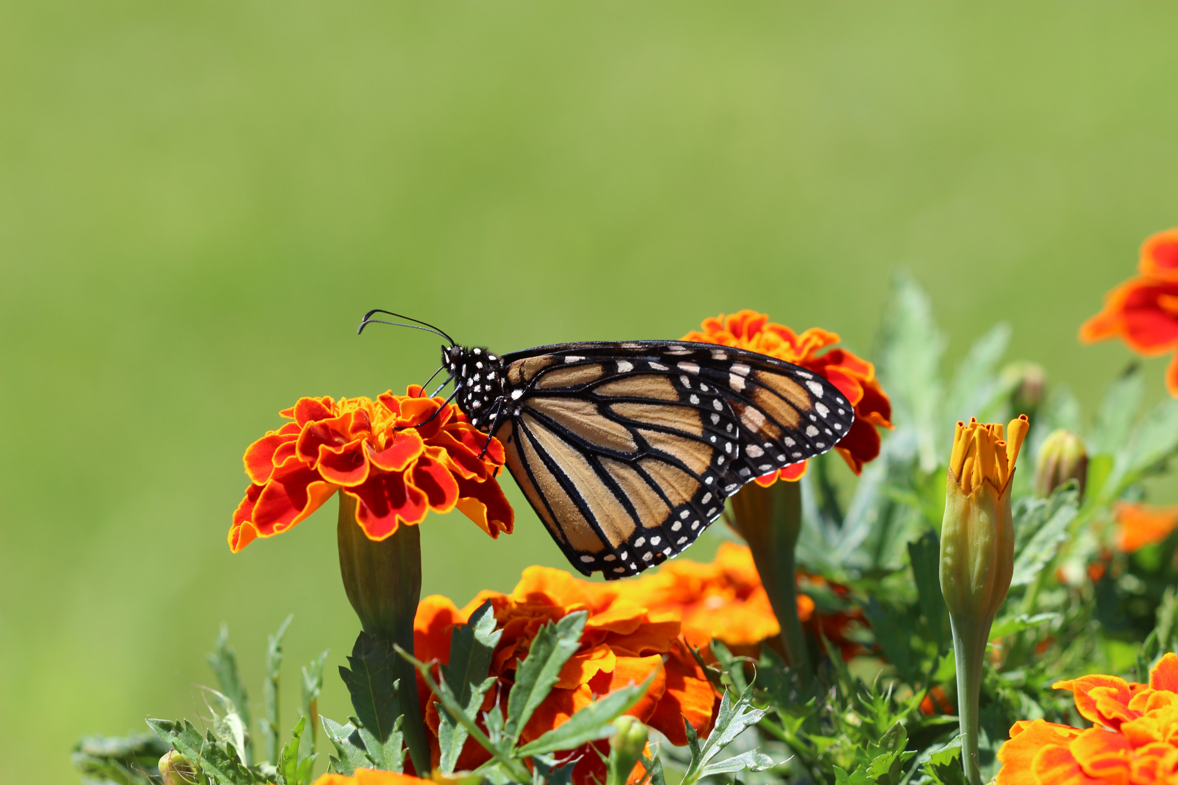 Monarch on Marigold Blank Meme Template