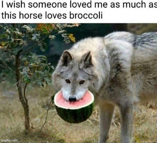 It's funny cuz it's stupid | image tagged in wolf,watermelon | made w/ Imgflip meme maker