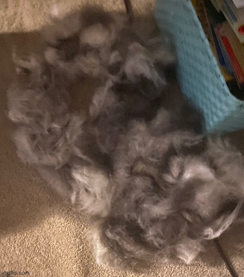 So uh, this is my dogs fur, he sheds a lot (this is one dog btw, I got no others) | made w/ Imgflip meme maker