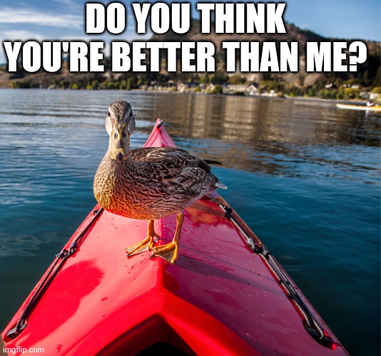 THE DUCK IS TAKING OVER THE KAYAK | DO YOU THINK YOU'RE BETTER THAN ME? | image tagged in kayak,ducks,duck | made w/ Imgflip meme maker