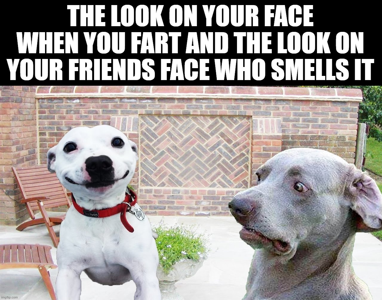 All smiles | THE LOOK ON YOUR FACE WHEN YOU FART AND THE LOOK ON YOUR FRIENDS FACE WHO SMELLS IT | image tagged in dogs,fart | made w/ Imgflip meme maker