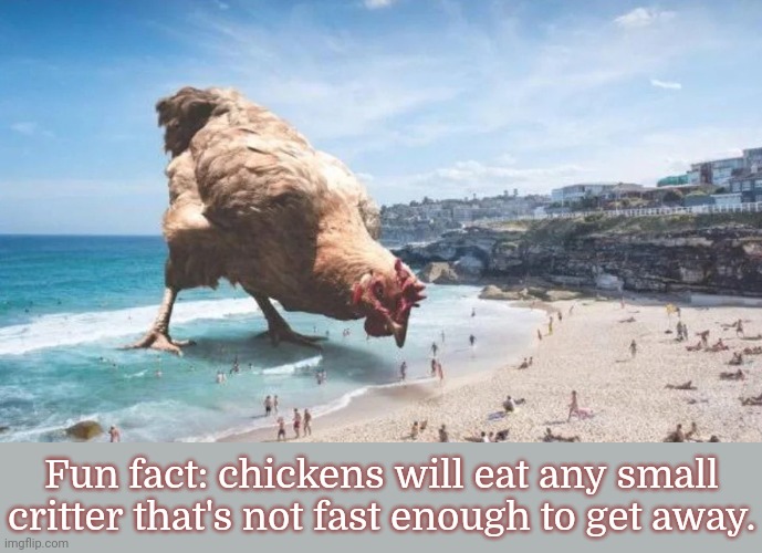 They're all chicken feed now. | Fun fact: chickens will eat any small critter that's not fast enough to get away. | image tagged in giant chicken at the beach,food,eating,oh the humanity | made w/ Imgflip meme maker