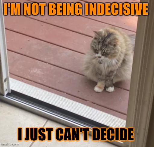 This #lolcat wonders why hoo-mens can't decide | I'M NOT BEING INDECISIVE; I JUST CAN'T DECIDE | image tagged in decisions,lolcat,stupid people | made w/ Imgflip meme maker