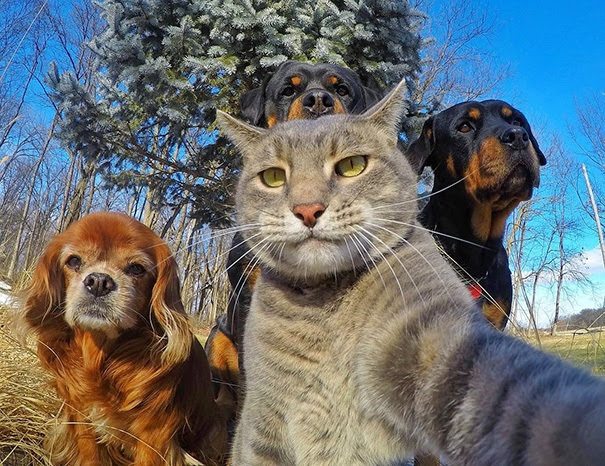 High Quality cats, dogs Blank Meme Template