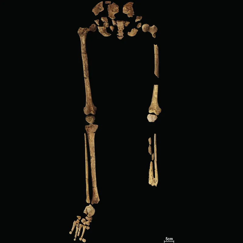 Smithsonian bones Blank Meme Template