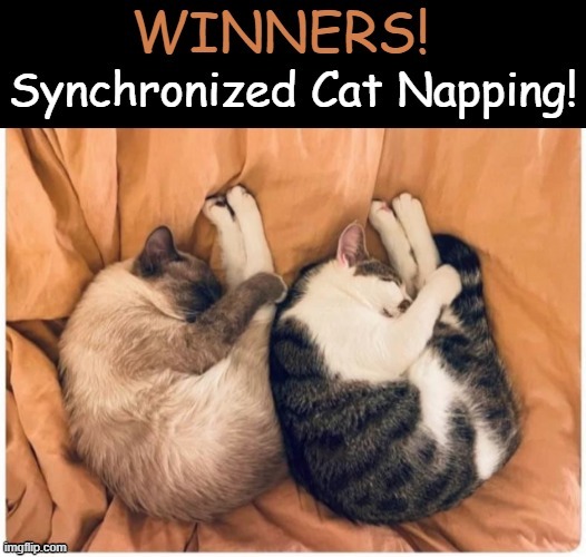 Gold Medal | image tagged in cute cats,olympics,synchronized,napping,perfection,gold medal | made w/ Imgflip meme maker