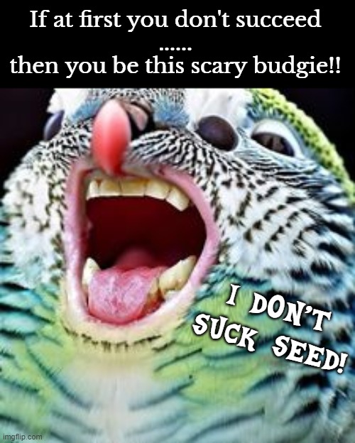 Succeed!!! | If at first you don't succeed
......
then you be this scary budgie!! I DON'T SUCK SEED! | image tagged in budgie,bird,seed,suck,abomination | made w/ Imgflip meme maker