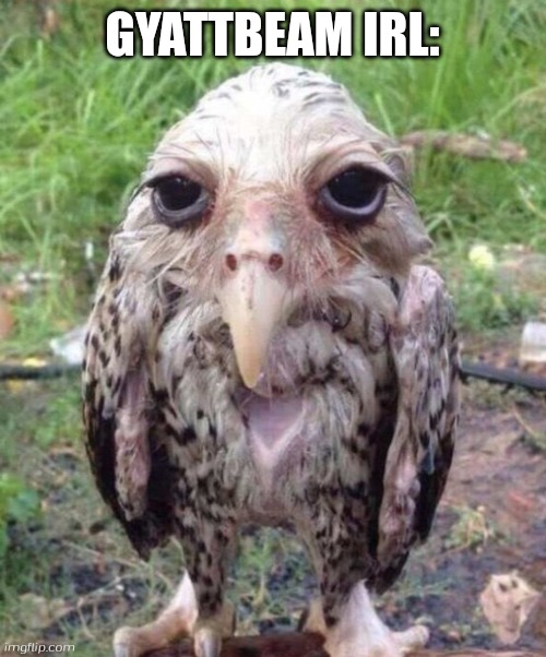 Wet owl | GYATTBEAM IRL: | image tagged in wet owl | made w/ Imgflip meme maker