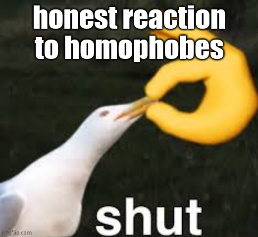 Shut Bird | honest reaction to homophobes | image tagged in shut bird | made w/ Imgflip meme maker