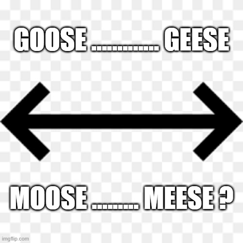 memes by Brad - goose / geese ..... moose / meese ? | GOOSE ............. GEESE; MOOSE ......... MEESE ? | image tagged in funny,play on words,goose,moose,funny meme,humor | made w/ Imgflip meme maker