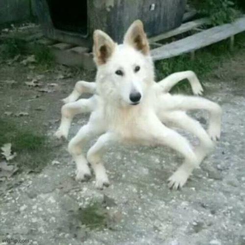 Dog | made w/ Imgflip meme maker