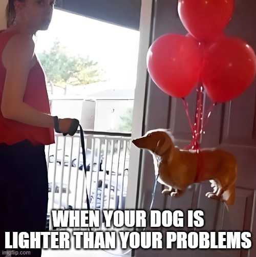 dog | WHEN YOUR DOG IS LIGHTER THAN YOUR PROBLEMS | image tagged in memes | made w/ Imgflip meme maker