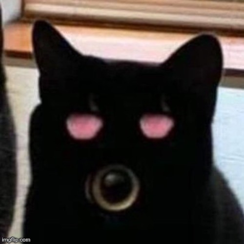 C U R S E D   C A T | image tagged in cursed image,cursed cat | made w/ Imgflip meme maker