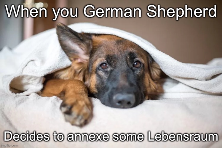 Living room | When you German Shepherd; Decides to annexe some Lebensraum | image tagged in living room,bed,german shepherd,annexe | made w/ Imgflip meme maker