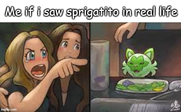 Sprigatito | Me if i saw sprigatito in real life | image tagged in cat | made w/ Imgflip meme maker