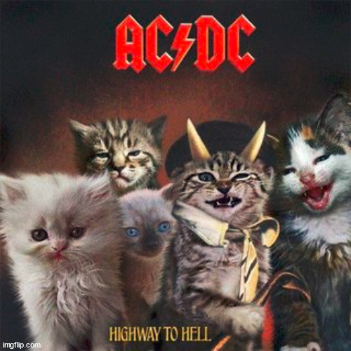 AC/DC | https://imgflip.com/m/X_SprigatitoStream_X  go to his stream if u like sprigatito!!! | image tagged in cats | made w/ Imgflip meme maker