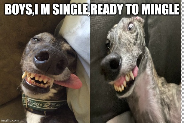 Funny,dogs | BOYS,I M SINGLE,READY TO MINGLE | image tagged in memes | made w/ Imgflip meme maker