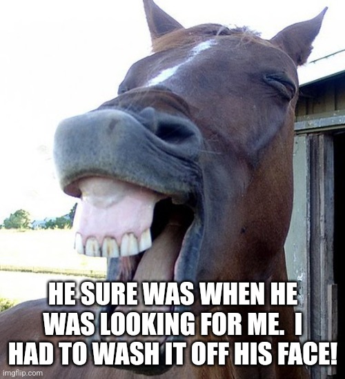 Funny Horse Face | HE SURE WAS WHEN HE WAS LOOKING FOR ME.  I HAD TO WASH IT OFF HIS FACE! | image tagged in funny horse face | made w/ Imgflip meme maker