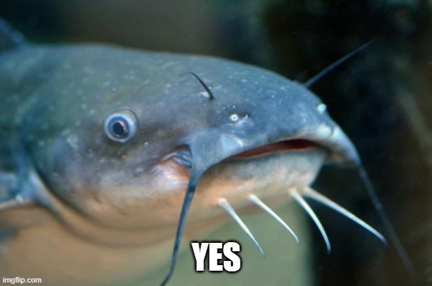 Catfish Catfish  | YES | image tagged in catfish catfish | made w/ Imgflip meme maker