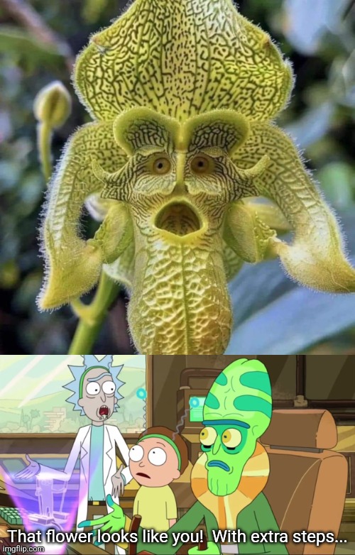 Rick and Monkey Orchid | That flower looks like you!  With extra steps... | image tagged in rick and morty-extra steps,monkey,orchid,flower,alien | made w/ Imgflip meme maker