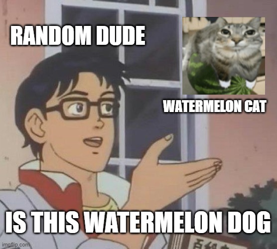 Is This A Pigeon Meme | RANDOM DUDE; WATERMELON CAT; IS THIS WATERMELON DOG | image tagged in memes,is this a pigeon | made w/ Imgflip meme maker