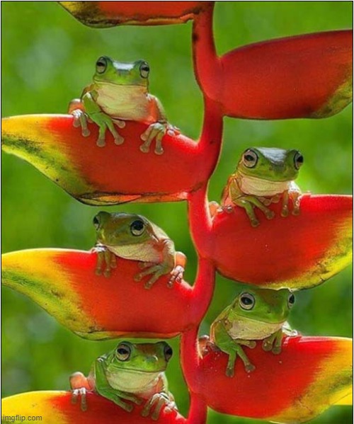 A Frog Family Tree | image tagged in frogs,family tree | made w/ Imgflip meme maker