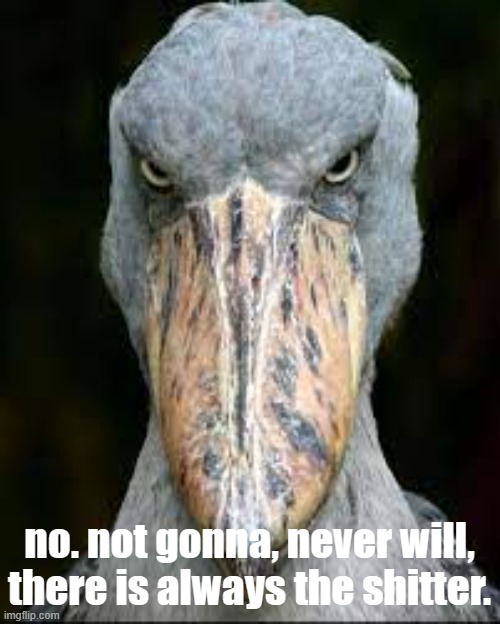 scary bird | no. not gonna, never will, there is always the shitter. | image tagged in scary bird | made w/ Imgflip meme maker