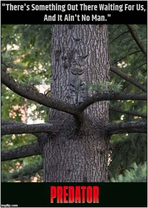 Perfect Camouflage ! | image tagged in cats,predator | made w/ Imgflip meme maker