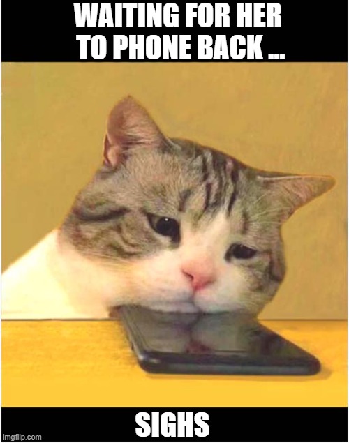 It's Been Over Two Days Now ... | WAITING FOR HER
 TO PHONE BACK ... SIGHS | image tagged in cats,call back | made w/ Imgflip meme maker