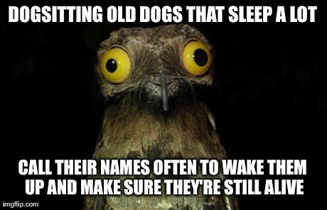 Weird Stuff I Do Potoo Meme | DOGSITTING OLD DOGS THAT SLEEP A LOT CALL THEIR NAMES OFTEN TO WAKE THEM UP AND MAKE SURE THEY'RE STILL ALIVE | image tagged in memes,weird stuff i do potoo,AdviceAnimals | made w/ Imgflip meme maker