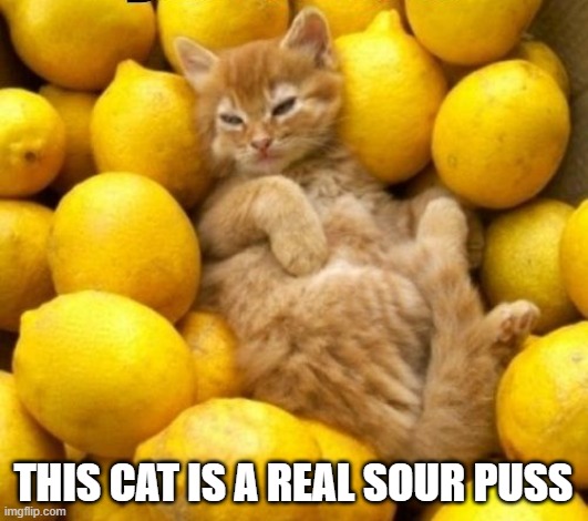 memes by Brad - This cat is a real sour puss | THIS CAT IS A REAL SOUR PUSS | image tagged in funny,cats,kitten,funny cat memes,lemons,humor | made w/ Imgflip meme maker