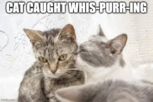 memes by Brad - The cat was caught whis-purr-ing | CAT CAUGHT WHIS-PURR-ING | image tagged in funny,cats,kittens,funny cat memes,cute kittens,humor | made w/ Imgflip meme maker