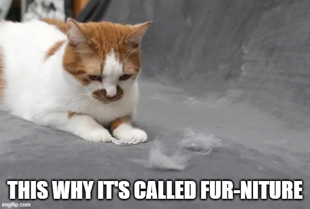 memes by Brad - Because of cats we call it fur-niture | THIS WHY IT'S CALLED FUR-NITURE | image tagged in funny,cats,dogs,kittens,funny cat memes,humor | made w/ Imgflip meme maker