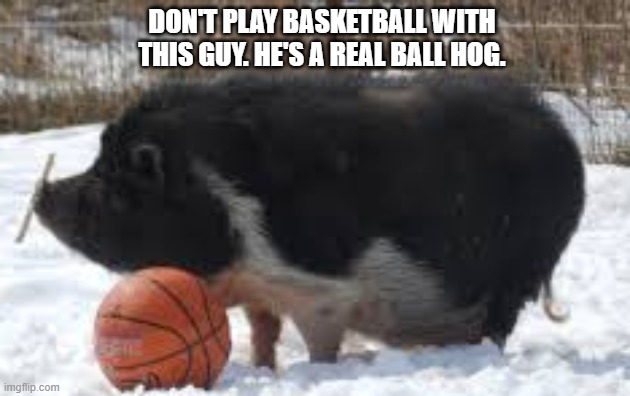 memes by Brad - This animal is a ball hog - humor | DON'T PLAY BASKETBALL WITH THIS GUY. HE'S A REAL BALL HOG. | image tagged in funny,sports,basketball,pig,funny meme,humor | made w/ Imgflip meme maker