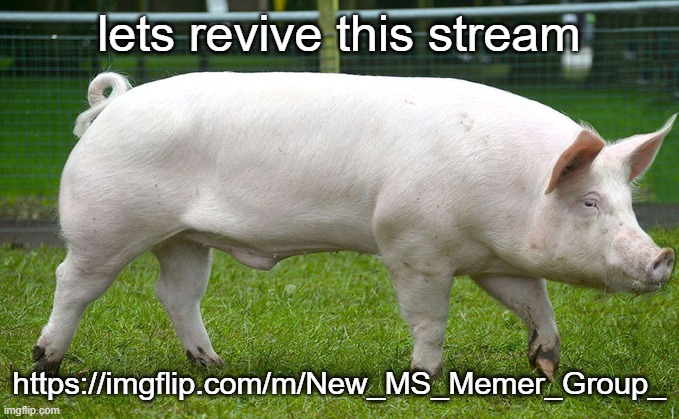 TheHugePig | lets revive this stream; https://imgflip.com/m/New_MS_Memer_Group_ | image tagged in thehugepig | made w/ Imgflip meme maker