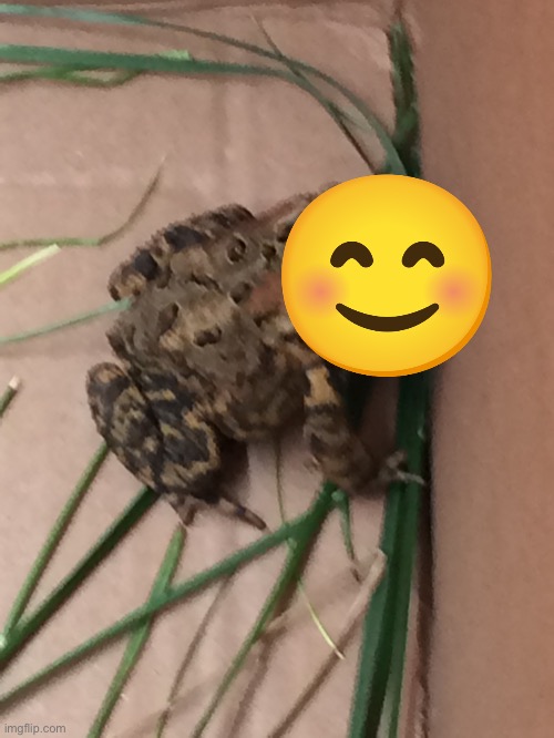 Cute toadster | image tagged in toadster | made w/ Imgflip meme maker