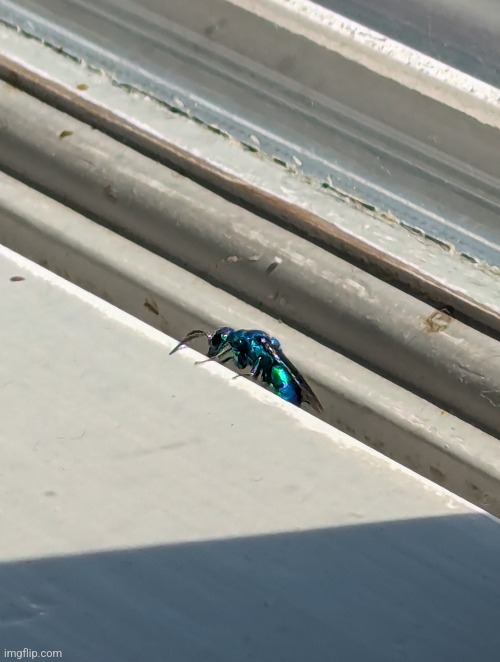 I found a little critter at a restaurant | made w/ Imgflip meme maker