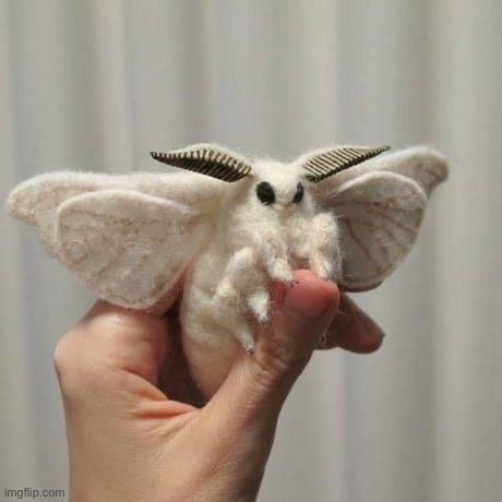 Moth | made w/ Imgflip meme maker
