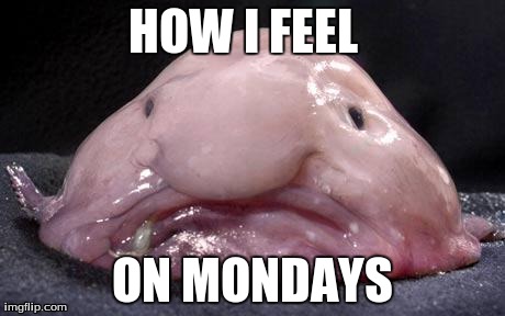 Blobfish | HOW I FEEL  ON MONDAYS | image tagged in blobfish | made w/ Imgflip meme maker