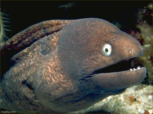 bad joke eel | image tagged in bad joke eel | made w/ Imgflip meme maker