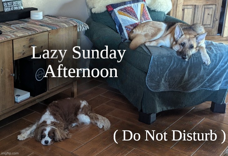 Lazy Sunday Dogs | Lazy Sunday 
Afternoon; ( Do Not Disturb ) | image tagged in dogs,sunday,lazy sunday,do not disturb | made w/ Imgflip meme maker