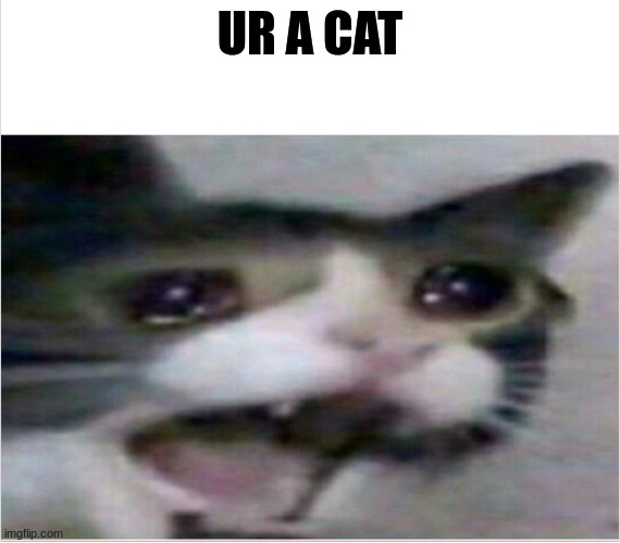 crying cat | UR A CAT | image tagged in crying cat | made w/ Imgflip meme maker