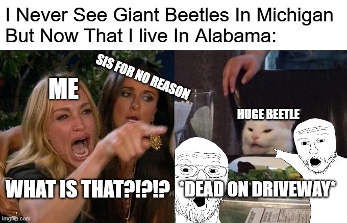 I never scream. I overreact, be amazed and cringed out big time | I Never See Giant Beetles In Michigan
But Now That I live In Alabama:; SIS FOR NO REASON; ME; HUGE BEETLE; WHAT IS THAT?!?!? *DEAD ON DRIVEWAY* | image tagged in memes,woman yelling at cat,funny,true story | made w/ Imgflip meme maker