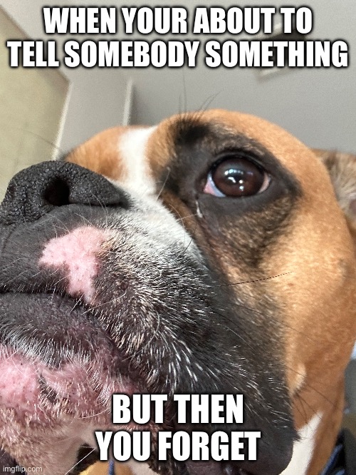 Relatable | WHEN YOUR ABOUT TO TELL SOMEBODY SOMETHING; BUT THEN YOU FORGET | image tagged in puppy | made w/ Imgflip meme maker