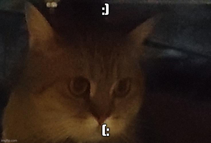 Cat dude | :) (: | image tagged in cat dude | made w/ Imgflip meme maker