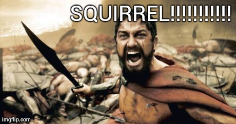 Sparta Leonidas | SQUIRREL!!!!!!!!!!! | image tagged in memes,sparta leonidas | made w/ Imgflip meme maker